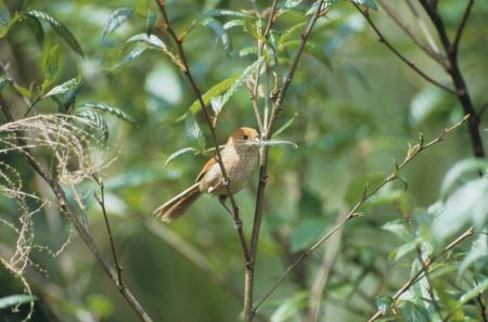 picture of bird