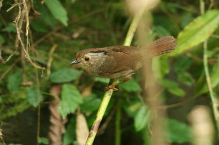 picture of bird