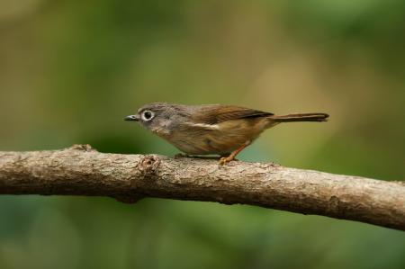 picture of bird