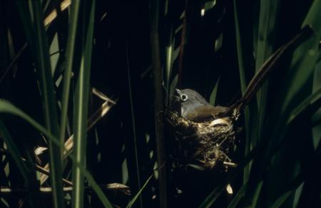 picture of bird