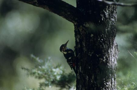 picture of bird