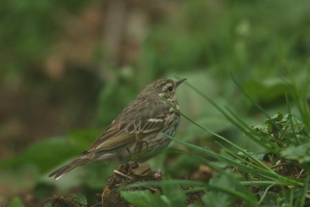 picture of bird