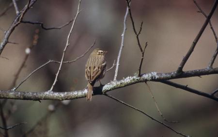 picture of bird