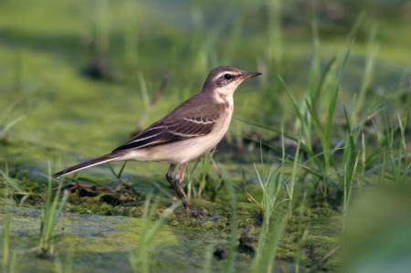 picture of bird