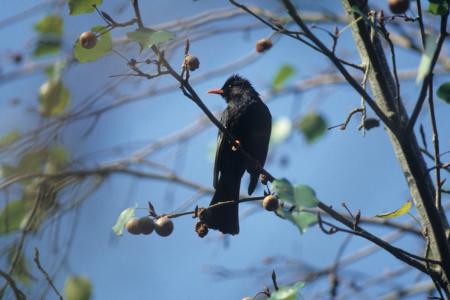 picture of bird