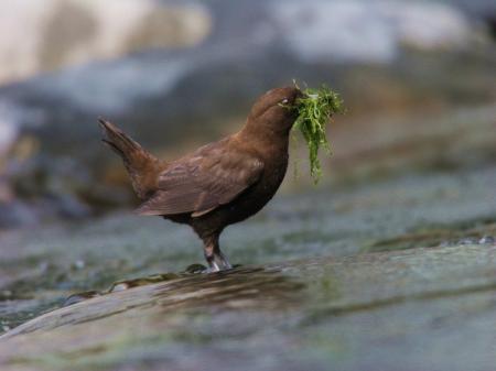 picture of bird