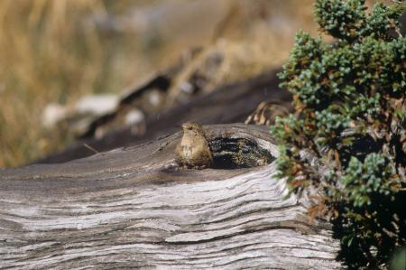 picture of bird