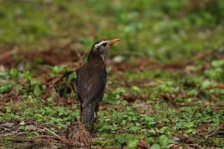 picture of bird