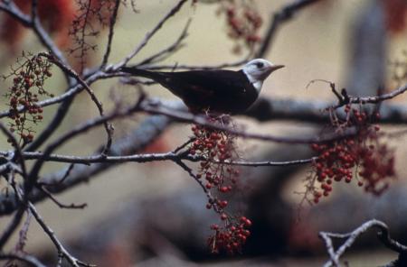 picture of bird