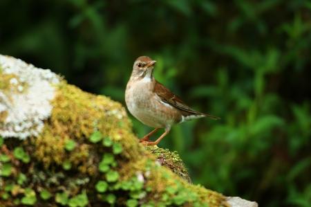 picture of bird