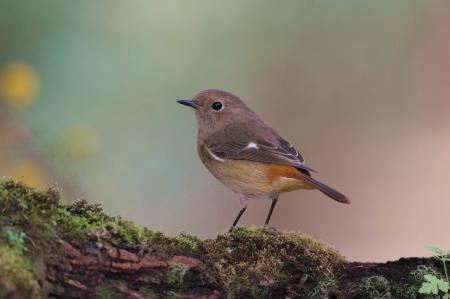 picture of bird