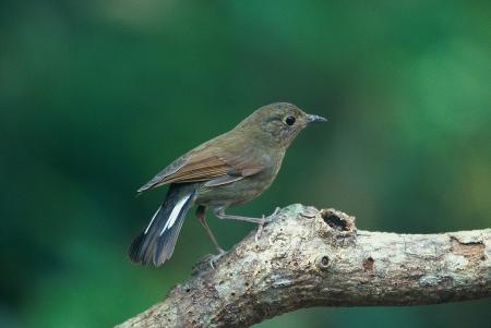 picture of bird