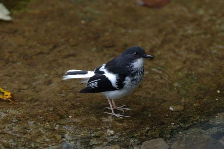 picture of bird