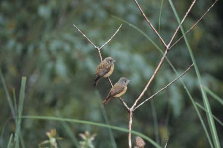 picture of bird