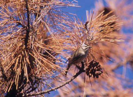 picture of bird