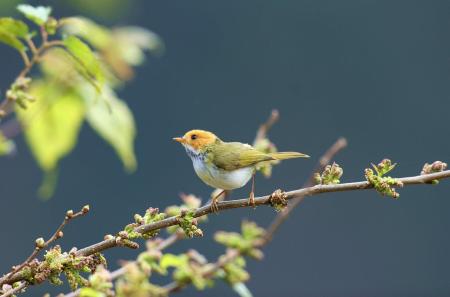 picture of bird