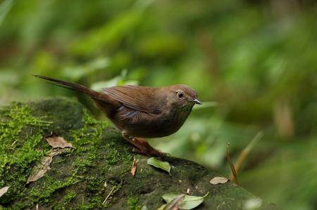 picture of bird