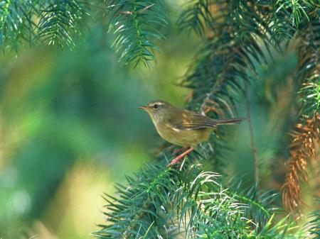 picture of bird