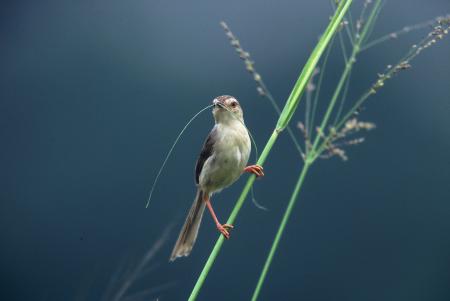 picture of bird