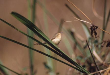 picture of bird