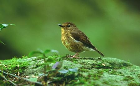 picture of bird