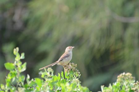 picture of bird