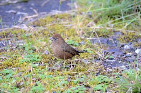 picture of bird