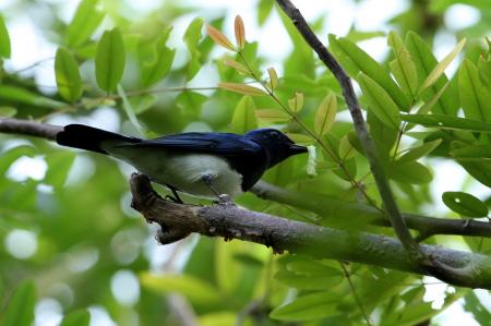 picture of bird