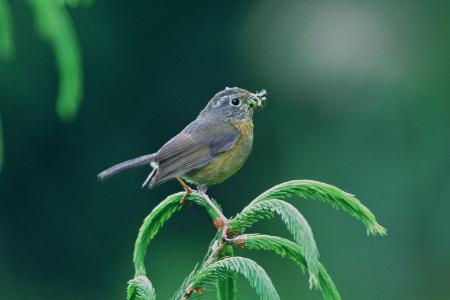 picture of bird