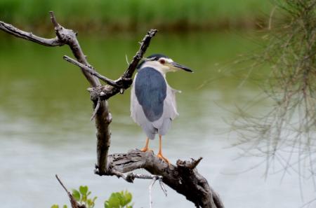 picture of bird