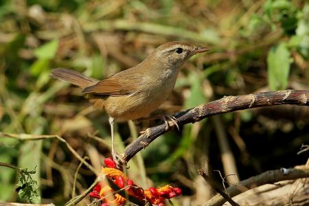 picture of bird