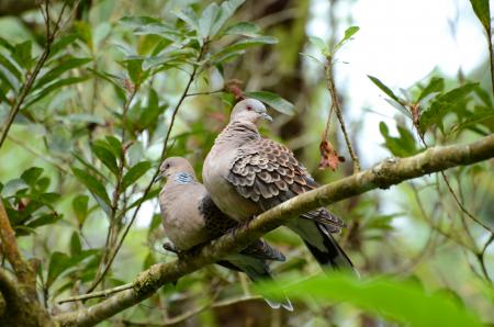 picture of bird