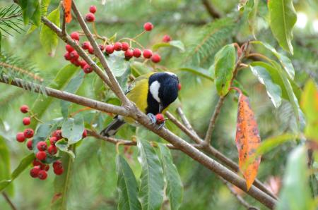 picture of bird