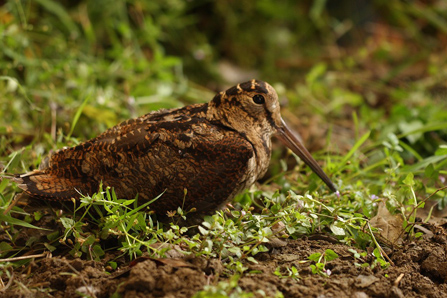 picture of bird