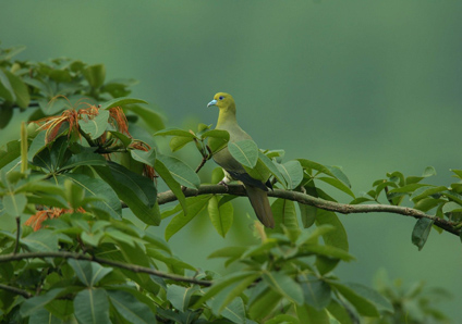 picture of bird