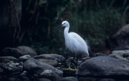 picture of bird