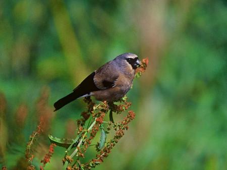 picture of bird