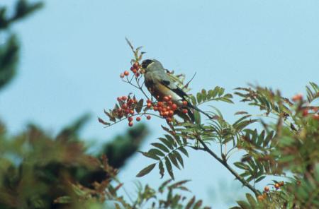 picture of bird