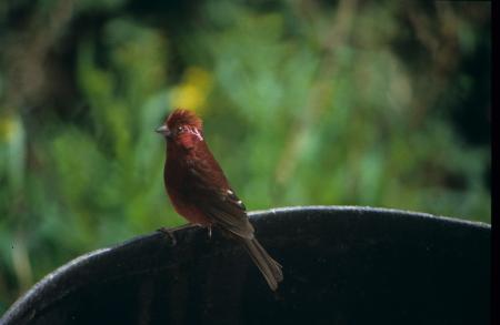 picture of bird