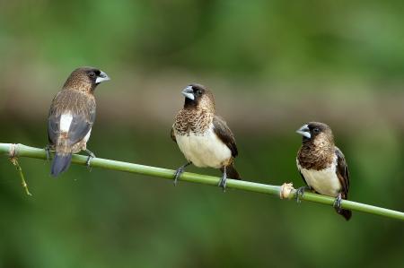 picture of bird