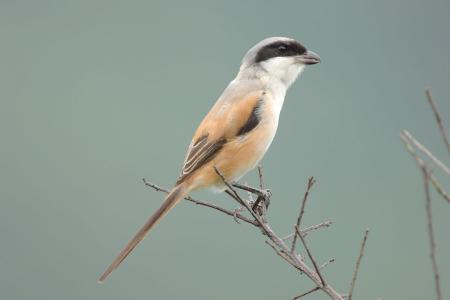 picture of bird