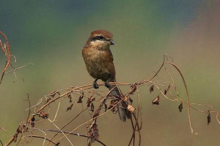 picture of bird