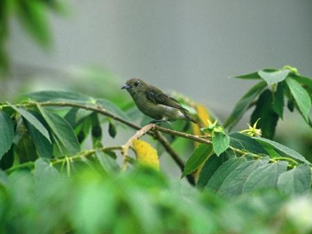 picture of bird