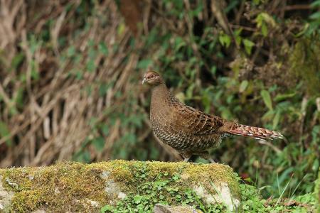 picture of bird