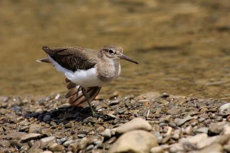 picture of bird