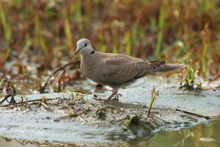 picture of bird