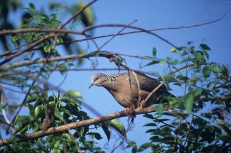 picture of bird