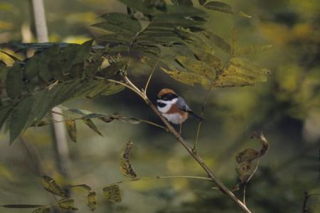 picture of bird